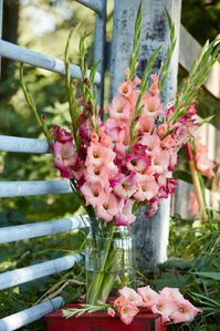 This gladiolus offers a unique color combination of pink with apricot-colored flowers. It definitely adds a splash of fun to your outdoor space or vase!   #ApricotBubblegum #Multicolors #PinkApricot #Gladioli #ForeverBulbs