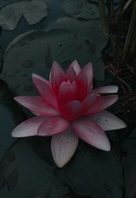 the lotus has a long history, which dates back to ancient times. #aesthetic #flowers #photo #эстетика #фото #цветы #лотос #lotus #фотоприроды