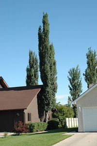 Columnar Swedish Aspen (Populus tremula 'Erecta') at Canyon Creek Nursery