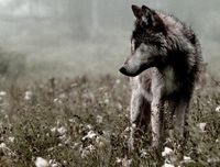 Beautiful Wolf Photography Tumblr | 1000+ images about porcelain / ivory / steel on Pinterest | House ...