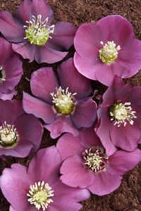 These deer-resistant lenten roses are violet-flowered seedlings from the gardens at Plant Delights. All hellebores have been hand-selected for color after flowering. Each plant has slightly different genetics, resulting in a slightly different shape and color of the flowers as shown on the photo.