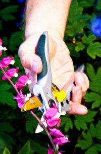 Bleeding heart plants are beautiful perennials that produce very distinctive heart-shaped flowers. But how do you keep one in check? Does it need regular pruning, or can it be allowed to grow on its own? Learn more about how and when to prune bleeding hearts here.