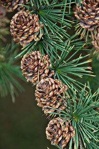 Pinecones