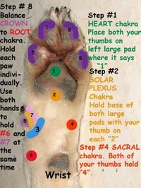 refexology for dogs. Helpful health tip for healing pups.