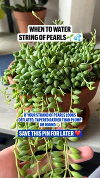 How often should you water string of pearls?How do you water a string of pearls?  • Tips to keep string of pearls alive   If your strand of pearls looks deflated, tapered rather than plump or round🍈  • It’s time to water it ☔️  • In this video I use bottom watering  If you find this video helpful   • ❤️ Save & Follow ❤️  string of pearls plant, string of pearls plant care, string of pearls, string of pearls, string of pearls plant propagation, string of pearls plant decor, string of pearls care, string of pearls propagation, string of pearls propagation, string of pearls propagation in water, string of pearls propagation video, string of pearls plant propagation, string of pearls water propagation, string of pearls plant propagation water, string of pearls succulent propagation, string