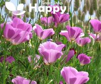 CALIFORNIA POPPY PURPLE Gleam 1000 Seeds Eschscholzia Californica - Etsy UK