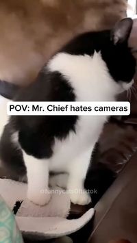 Original Credit On TikTok : @funnycats0ftiktok