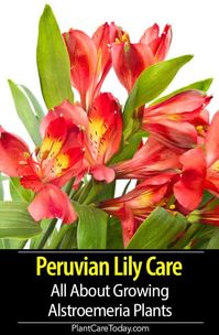 Alstroemeria (Peruvian Lily Plant) bulbous perennial, bright showy blooms, resemblance to lilies, loose clusters, flowers streaked or freckled, impressive colors. [DETAILS]