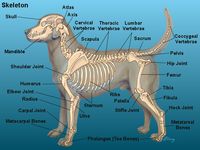 Glendale Animal Hospital - Veterinarian in Glendale, AZ USA :: Dog Anatomy Glendale Animal Hospital - Veterinarian in Glendale, AZ USA