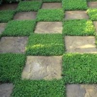 Green Carpet (Herniaria Glabra) - This lowing growing ground cover only reaches about 3 inches in height and forms a matforming green carpet for carpet-bedding, a lawn alternative, low growing container gardening, etc. Herniaria glabra, also known as Rupturewort or Green Carpet, is a soft to walk