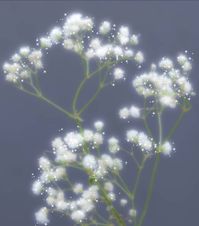 baby's breath