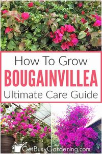 Do you have a sunny spot in your garden that you would love to brighten up with some bougainvillea? This woody, flowering climber is a great choice in all kinds of places, and it’s more versatile than you think. Learn how to grow bougainvillea in containers, hanging pots, or in the ground against a fence or trellis. This comprehensive growing guide will give you all the information you need on getting your plant to thrive outdoors in warm climates, or when overwintering inside.