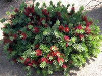 Callistemon "Little John"