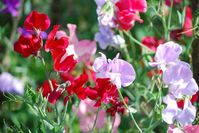 How to Grow Sweet Peas: A Step-by-Step Guide