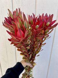 Fresh leucadendron safari sunshine bunch. Perfect exotic flowers to add to your bouquet. Please cut stems when flowers arrive and put them in a bucket with water until the day you will use them.