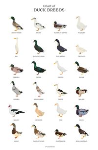 Tableau des races de canards affiche d'art Amateur de canard Art de la sauvagine Impression d'art canard Cadeau canard - Etsy France