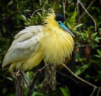 Animals & Birds - Capped heron,Brazil Photo-© #photo...