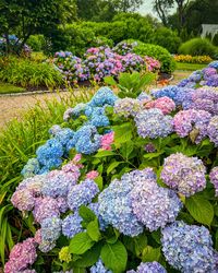 The most bountiful hydrangea season we’ve had… in years. So many hydrangea paintings in the works. I share my deep love for these flowers with you through my artwork and this season I have so much to share with you! Stay tuned for upcoming hydrangea original paintings 🩷💚💜💙🩵