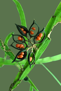 Seed pods of Carmichaelia australis., Seed Pods and Seed Picture , Photo Metaphor and Inspiration for CAPI Art Students at milliande.com, seed, pod, nature, science, plant, beginnings, life