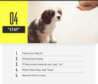 21 Essential Dog Commands to Teach Your Dog | Gallant