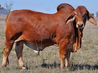 red brahman bull