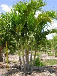 Adonidia Palm | Adonidia Merrillii | Palmco - Wholesale Palms, Florida