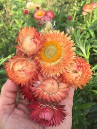 Strawflower, 'Apricot Peach Mix' | Uprising Seeds