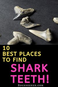 Do you love looking for shark teeth fossils? Want to know the best places to find shark teeth? Then check out this article. It lists 10 of the best places to find shark teeth fossils, including in Florida and other states. #fossils #rockseeker #sharkteeth #beachcombing