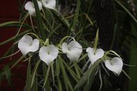 Some authors consider Brassavola grandiflora a variety of Brassavola nodosa, something like a Brassavola nodosa with bigger flowers. Fritz Hamer and Carl Withner consider it to be a valid species. Besides having bigger flowers, Withner says that there are slightly differences in the column and that it breeds true when selfed, reasons to keep it as a distinct species. (Book V of the series "The Cattleyas and Their Relatives, Brassavola, Encyclia and other Genera of Mexico and Central America")