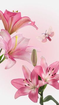 soft pink lillies wallpaper