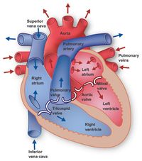 The Heart in your Cardiovascular System