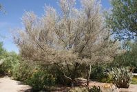 Acacia aneuraArid Zone Trees