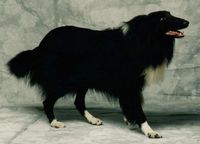 Black and white (bi-black) Collie in Texas. Owner also had a blue and white Collie bitch (blue merle, but without the tan; in modern parlance, bi-blue).