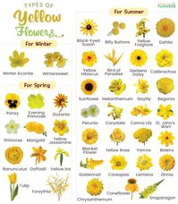 Types of Yellow Flowers - List of Names with Pictures