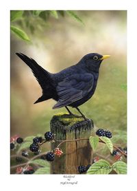 Blackbird