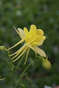 Columbine. Aqueligia  pale yellow