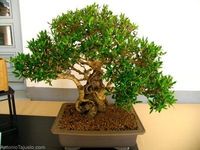 Caring For Your First Bonsai Plants