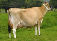 Jersey Dairy Cattle