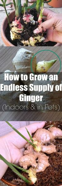 How to Grow Ginger