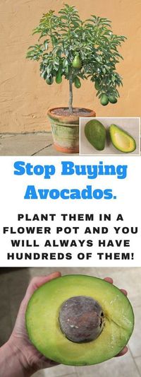 Avocados are considered one of the healthiest and tastiest fruits on the planet. Its rich, creamy inside is filled with nutrition and flavor and growing your own avocados is a fun adventure for the gardener. Avocado (Persea americana) is a native fruiting tree of Mexico and Central America. Avocado fruit varies in weight from 4 …