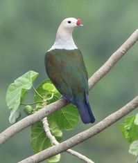 Red-knobbed Imperial Pigeon