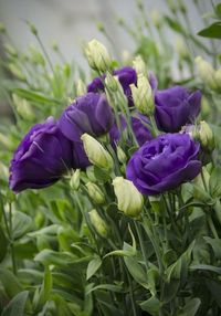 Lisianthus