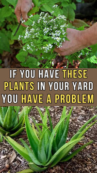 The 20 Worst Plants To Put In The Yard, Here's Why