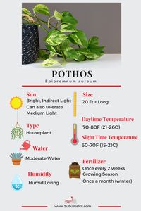 8 Tips on How to Care for Your Pothos (Epipremnum aureum Infographic)