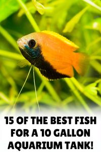 Unveil the potential of your small aquarium with our curated list of the best fish for 10-gallon tanks. Our blog post details species that bring life and color to smaller tanks, making your aquatic experience both enjoyable and manageable. Click through to learn more about these ideal small-tank fish.