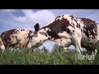 Troupeau de vaches laitières Normandes en pâture sur prairie - YouTube