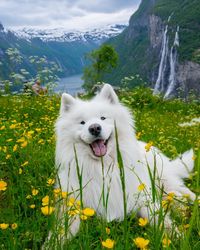 Your most liked photos of 2023 😍❤️ Which one is the best? 📸 #travel #selfie #norway #bestof . . #samoyed #samojede #cute #dog #puppy… | Instagram