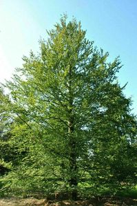 Europäische Buche Lateinischer Name: Fagus sylvatica Europäische Buche ist ein Laubbaum und kann Höhen von bis zu 40 m erreichen. Seine Krone ist leicht spärlich und aufrecht. Freistehende Exemplare verzweigen sich schnell zu einer ovalen Krone. Bäume, die im Wald stehen, bilden den Kronensockel im oberen Bereich. Dichtes Blattwerk der Buche lässt fast kein Tageslicht durch. Im Herbst werden Blätter aus europäischer Buche gelb. Sein Laub hat bodenverbesserende Eigenschaften. Es bevorzugt ein übe