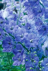 Delphinium