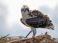 Osprey... One More Step  My Laser Eyes Will Burn You..